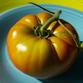 Colorful Marco photo of a beefsteak tomato on a turquoise background.