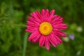 Colorful marguerite `Robinson`s red`. Its Latin name is Tanacetum Coccineum