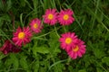 Colorful marguerite `Robinson`s red`. Its Latin name is Tanacetum Coccineum