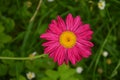 Colorful marguerite `Robinson`s red`. Its Latin name is Tanacetum Coccineum
