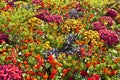 Colorful marifold flowers