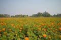 Colorful marigold flower garden in the field in the sunlight Royalty Free Stock Photo