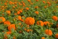 Colorful marigold flower garden in the field in the sunlight Royalty Free Stock Photo