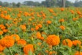 Colorful marigold flower garden in the field in the sunlight Royalty Free Stock Photo