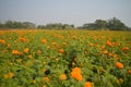 Colorful marigold flower garden in the field in the sunlight Royalty Free Stock Photo