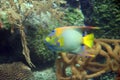 Colorful Marine Angel fish