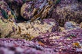 Colorful marine biodiversity with selective focus with various algae covering rocks Royalty Free Stock Photo