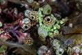 Colorful Marine Invertebrates on Coral Reef