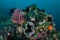 Colorful Marine Invertebrates on Healthy Reef in Indonesia