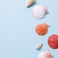 Colorful marine decor seashell on blue background