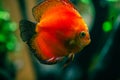 colorful marlboro red discus fish Royalty Free Stock Photo