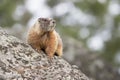 Colorful marmot sitting on rock