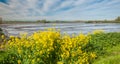 Colorful marshy landscape in springtime Royalty Free Stock Photo