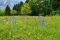Colorful meadow with purple meadow clary (Salvia pratensis) and blue viper\'s bugloss Royalty Free Stock Photo