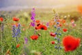 Colorful meadow with red poppies and wild summer flowers