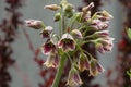 Colorful Mediterranean Bells flowers up close scientific name Nectaroscordum siculum