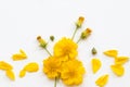 Colorful mellow yellow flowers cosmos local flora of asia arrangement flat lay postcard style