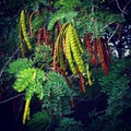 Colorful Mesquite Tree Bean Pods