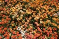 The colorful of Mexican Zinnia