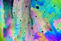 Colorful micro crystals in polarized light