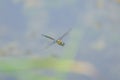 A colorful migrant hawker flying over water Royalty Free Stock Photo