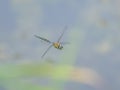 A colorful migrant hawker flying over water Royalty Free Stock Photo