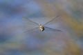 A colorful migrant hawker flying over water Royalty Free Stock Photo