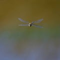 A colorful migrant hawker flying over water Royalty Free Stock Photo