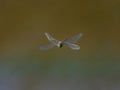 A colorful migrant hawker flying over water Royalty Free Stock Photo