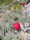 Colorful milk thistle blossoms and sage brush