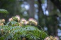 Mimosa Tree in Bloom Royalty Free Stock Photo