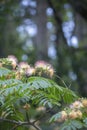 Mimosa Tree in Bloom Royalty Free Stock Photo