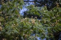 Mimosa Tree in Bloom Royalty Free Stock Photo