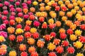 Colorful mini cactus