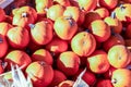 Colorful miniature pumpkins for sale at a Halloween pumpkin patch. Royalty Free Stock Photo