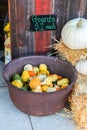 Colorful miniature pumpkins for sale at a Halloween pumpkin patch. Royalty Free Stock Photo