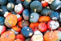 Colorful Miniature Pumpkins