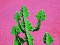 Colorful minimal design with cacti, cactus