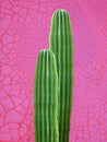 Colorful minimal design with cacti, cactus