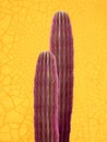 Colorful minimal design with cacti, cactus