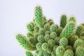 Colorful minimal design with cacti, cactus