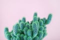 Colorful minimal design with cacti, cactus