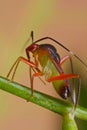 Colorful mirdi bug Royalty Free Stock Photo