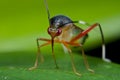 Colorful mirid bug Royalty Free Stock Photo