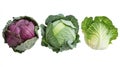 A colorful mix of cabbage varieties, showcasing their unique textures and shades Royalty Free Stock Photo