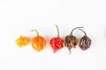 A colorful mix of the hottest chili peppers