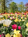 Colorful mix of pink and white tulips and yellow daffodils , flower bed,  spring park garden Royalty Free Stock Photo