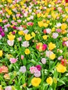 Colorful mix of yellow, pink and red tulips flower bed,  spring park garden Royalty Free Stock Photo