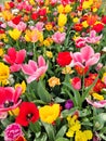 Colorful mix of yellow, pink and red tulips flower bed,  spring park garden Royalty Free Stock Photo