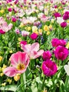 Colorful mix of yellow, pink and red tulips flower bed,  spring park garden, selective focus Royalty Free Stock Photo